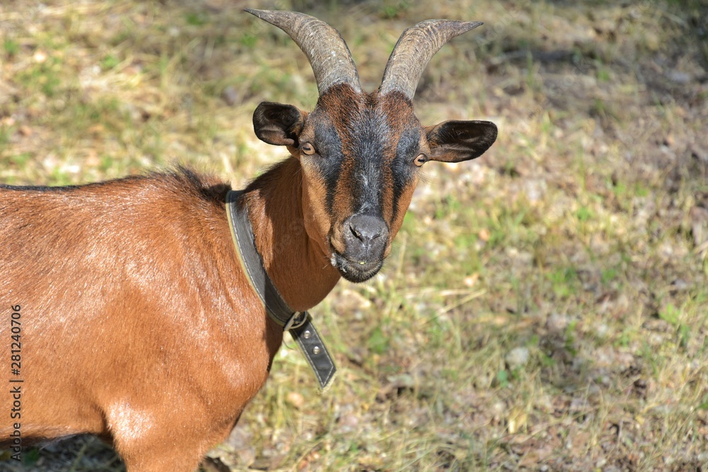 Brown goat with big horns and yellow eyes grazing in a meadow. Funny goat on a leash eats a green juicy grass. Livestock. Goat grazing on pasture. Animal portrait. Horny goats eating on a grass field Brown goat with big horns and yellow eyes grazing in a meadow. Funny goat on a leash eats a green juicy grass. Livestock. Goat grazing on pasture. Animal portrait. Horny goats eating on a grass field