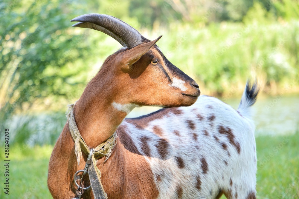 Spotted goat with big horns and yellow eyes grazing in a meadow. Funny goat on a leash eats a green grass. Livestock. Goat grazing on pasture. Animal portrait. Horny goats eating on a grass field Spotted goat with big horns and yellow eyes grazing in a meadow. Funny goat on a leash eats a green grass. Livestock. Goat grazing on pasture. Animal portrait. Horny goats eating on a grass field