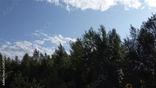 Tops of trees are blooming and waving in the wind