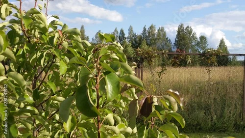 Branches of the tree are blooming and waving in the wind