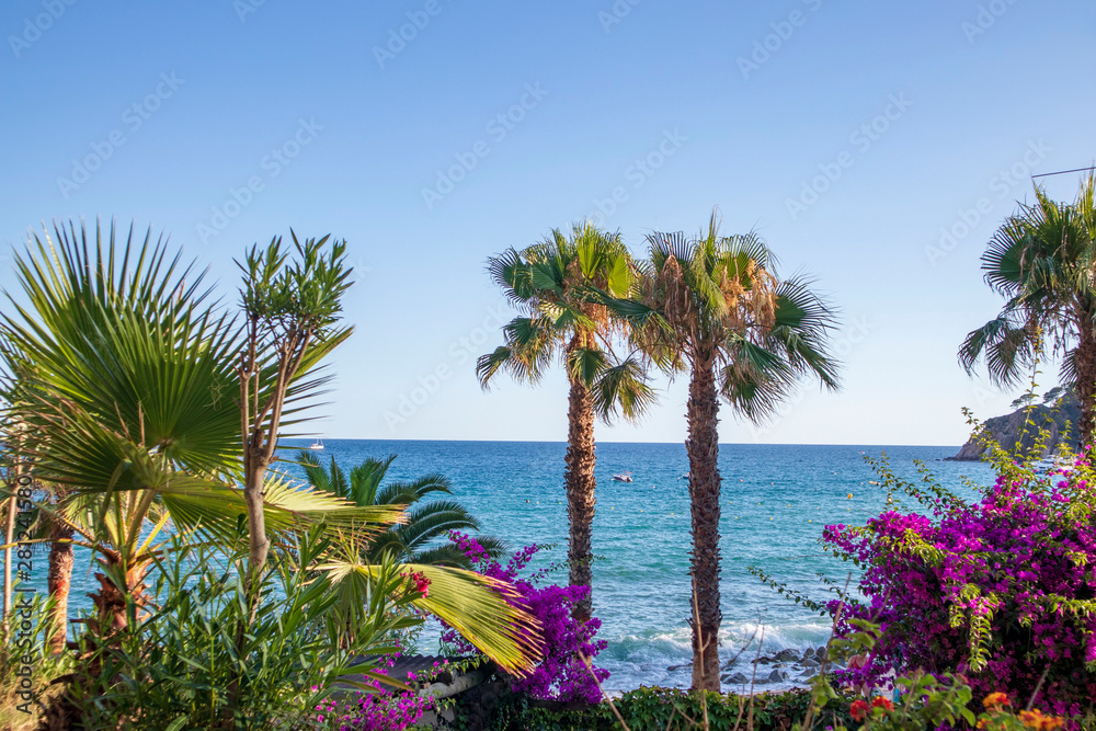 Fototapeta premium Palm trees, sea, beach and summer colors in Spain