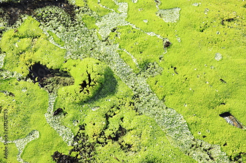 Green moss covered with water