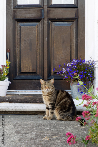 Domestic cat sitting outside of a front house door betweet pots of plants and flowers.
