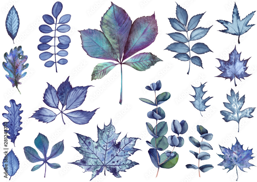 Collection of leaves, maple, chestnut, eucalyptus, oak etc. Watercolor isolated on white background.