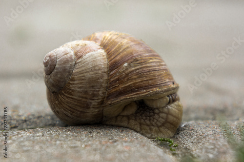 Photo of a garden snail on the sidewalk of the city