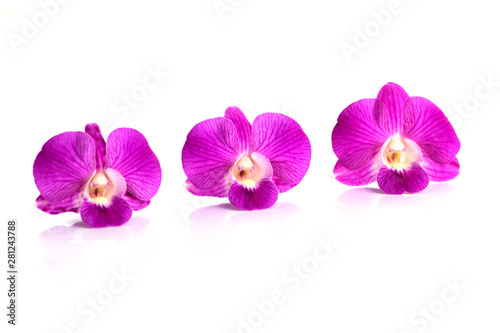 dendrobium orchids violet on white background