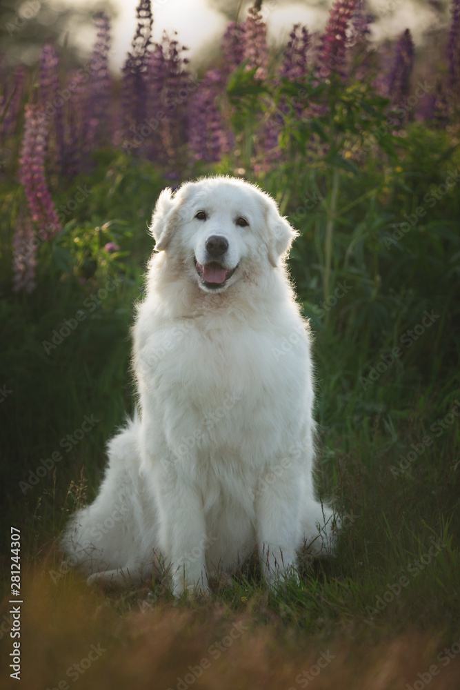 Lovely maremma sheepdog. Big white dog breed maremmano abruzzese shepherd sitting in the field of lupines at sunset.