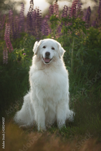 Lovely maremma sheepdog. Big white dog breed maremmano abruzzese shepherd sitting in the field of lupines at sunset.
