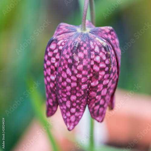Fritillary Flower
