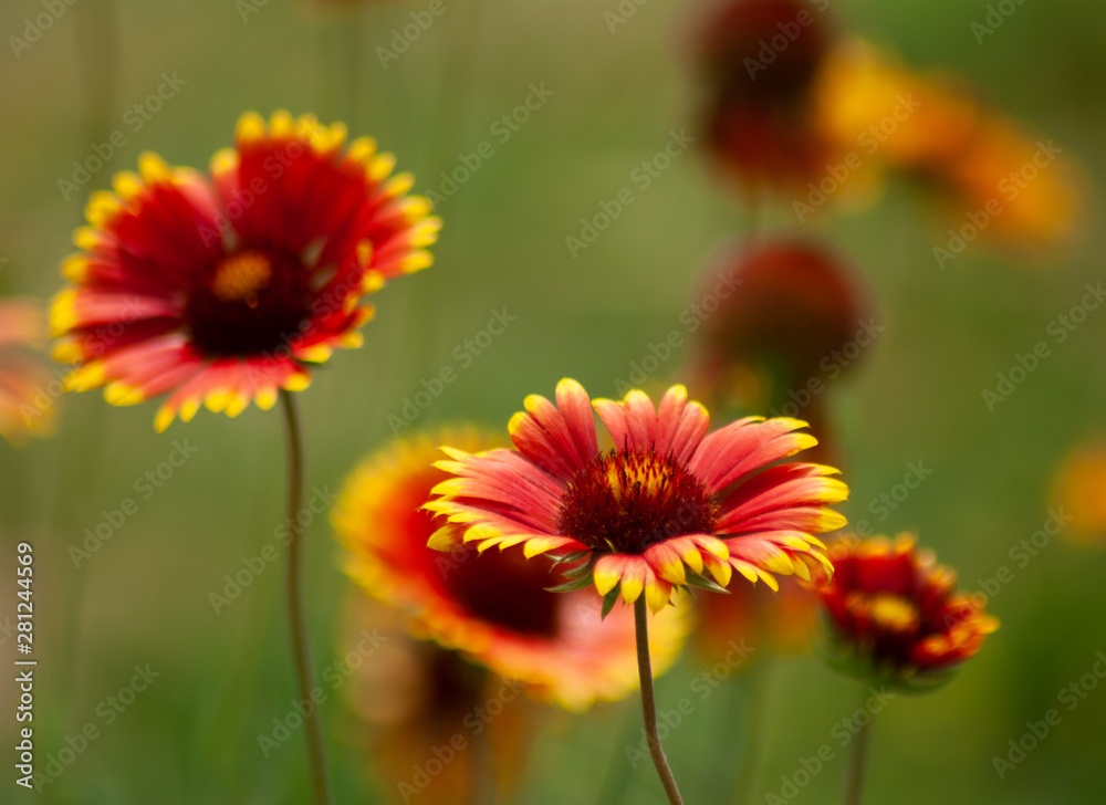 image of beautiful flowers in the garden in summer image of beautiful flowers in the garden in summer