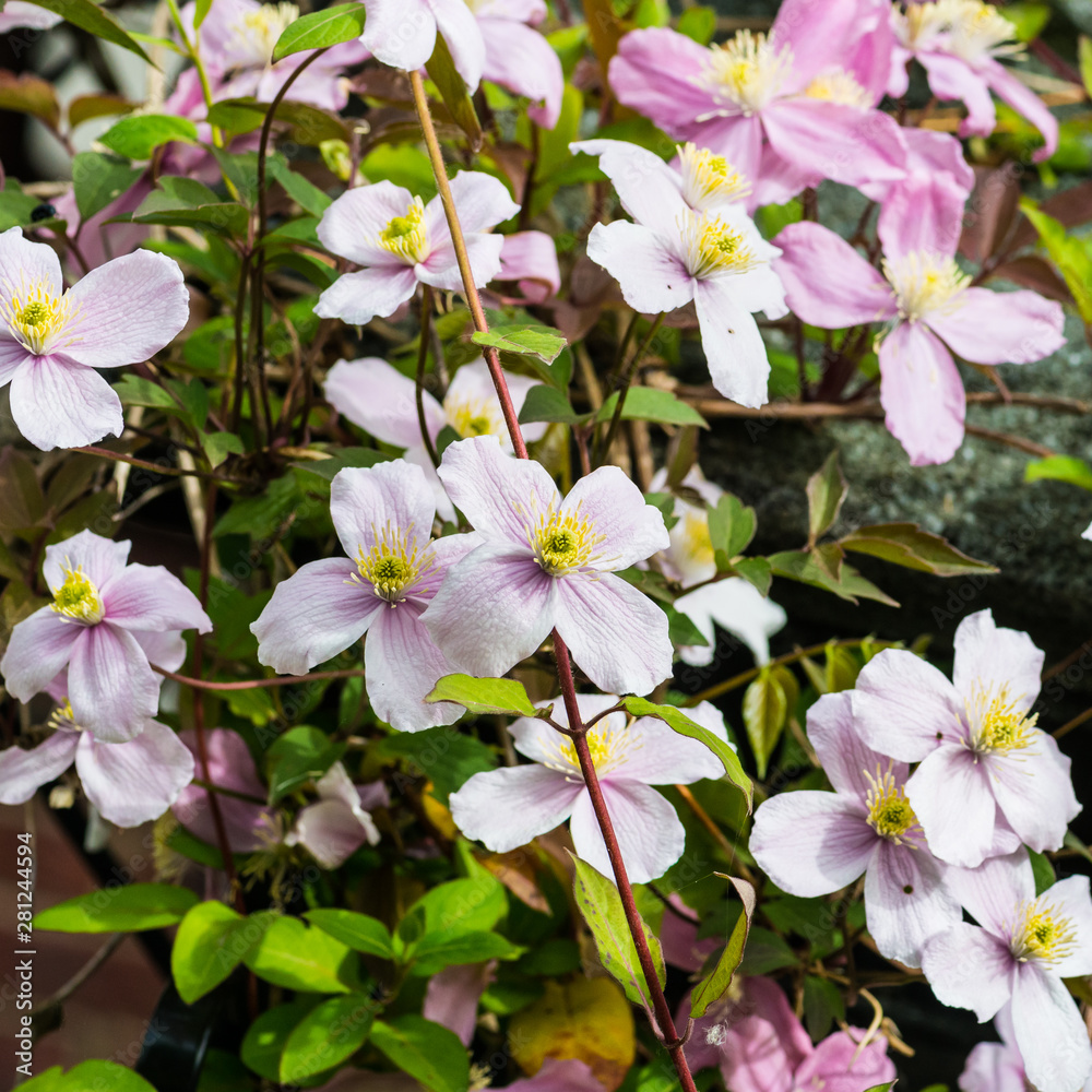 Fototapeta premium Clematis Montana