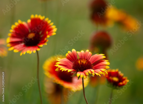 obraz pięknych kwiatów w ogrodzie w lecie