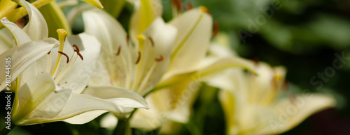 image of beautiful flowers in the garden in summer