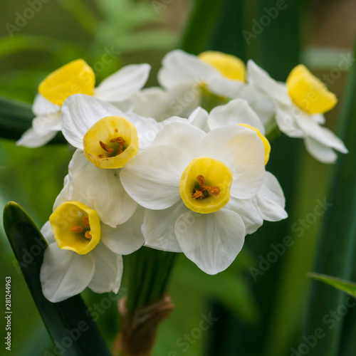 Daffodil Avalanche