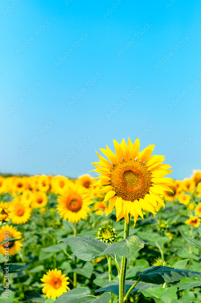 Sunflower natural background. Beautiful landscape with yellow sunflowers against the blue sky. Sunflower field, agriculture, harvest concept. Sunflower seeds, vegetable oil Sunflower natural background. Beautiful landscape with yellow sunflowers against the blue sky. Sunflower field, agriculture, harvest concept. Sunflower seeds, vegetable oil