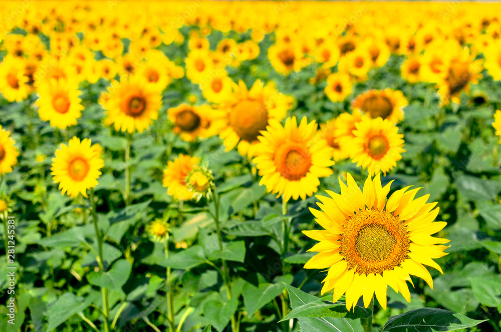 Obraz premium Sunflower natural background. Beautiful landscape with yellow sunflowers against the blue sky. Sunflower field, agriculture, harvest concept. Sunflower seeds, vegetable oil