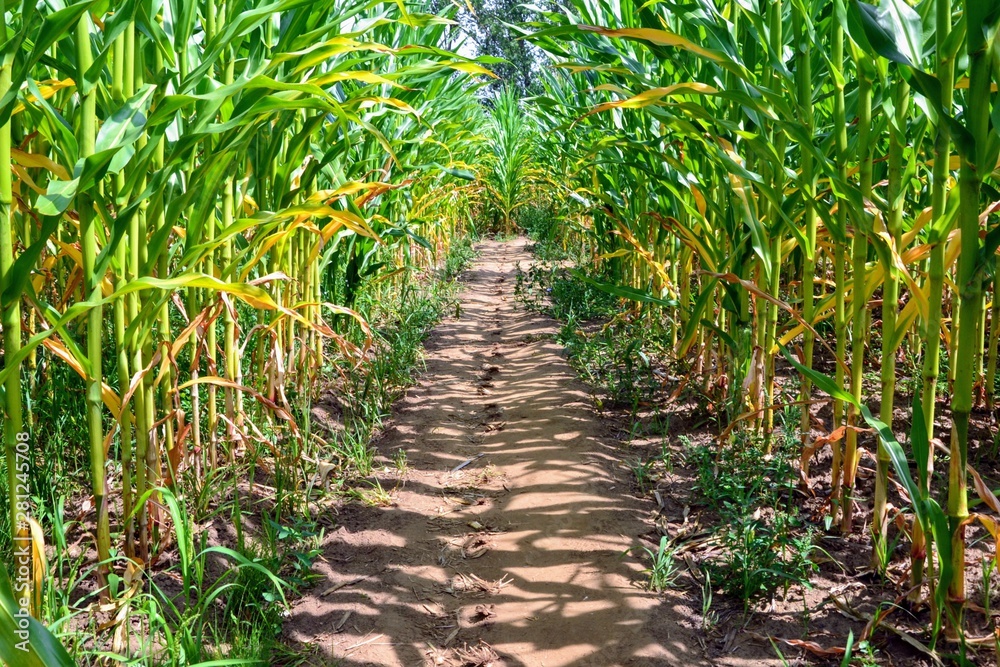 A corn maze or maize maze maze cut out of a corn field. Narrow path