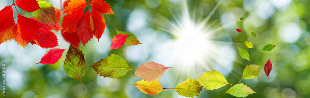 image of autumn leaves in the garden image of autumn leaves in the garden