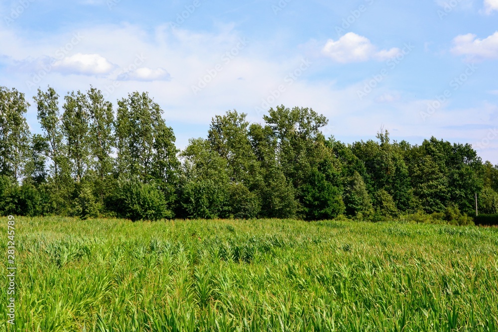 Summer rural landscape, panorama with a field and the blue sky with some fluffy clouds. Agriculture concept. Green leaves of corn field under blue sky Summer rural landscape, panorama with a field and the blue sky with some fluffy clouds. Agriculture concept. Green leaves of corn field under blue sky