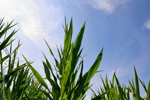 Stalks and leaves of the corn field against the blue sky. Low rerspective view of a corn field on a sunny day