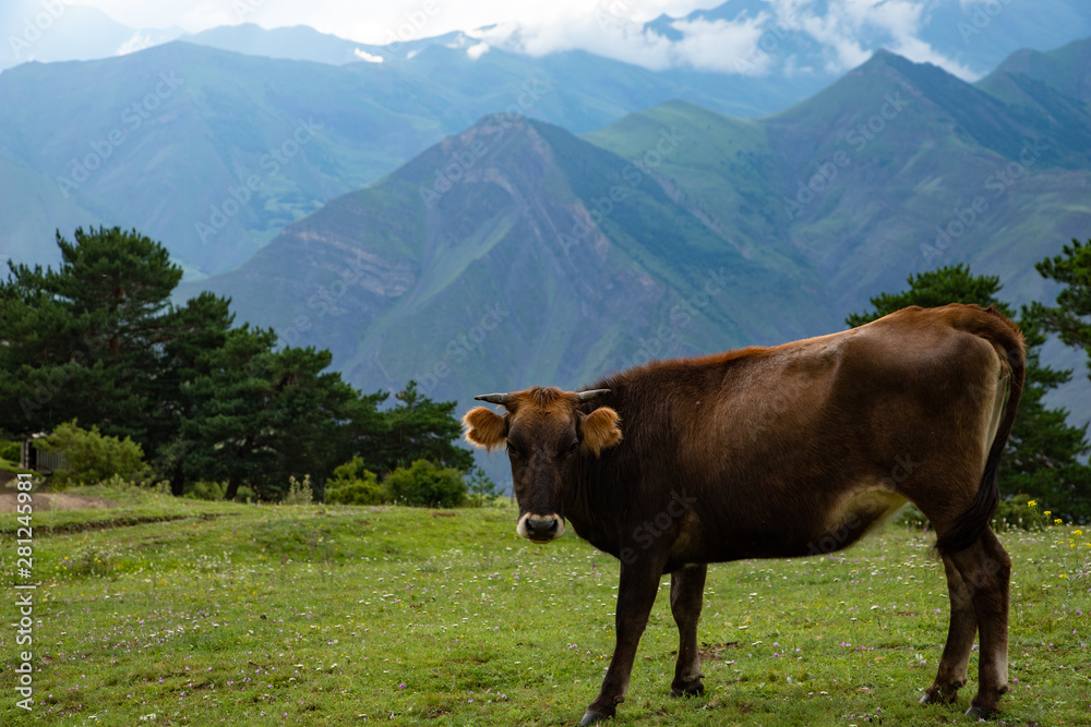 Cow graze in the mountains on a green Alpine meadow pasture. Cow graze in the mountains on a green Alpine meadow pasture.
