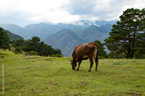 Cow graze in the mountains on a green Alpine meadow pasture.