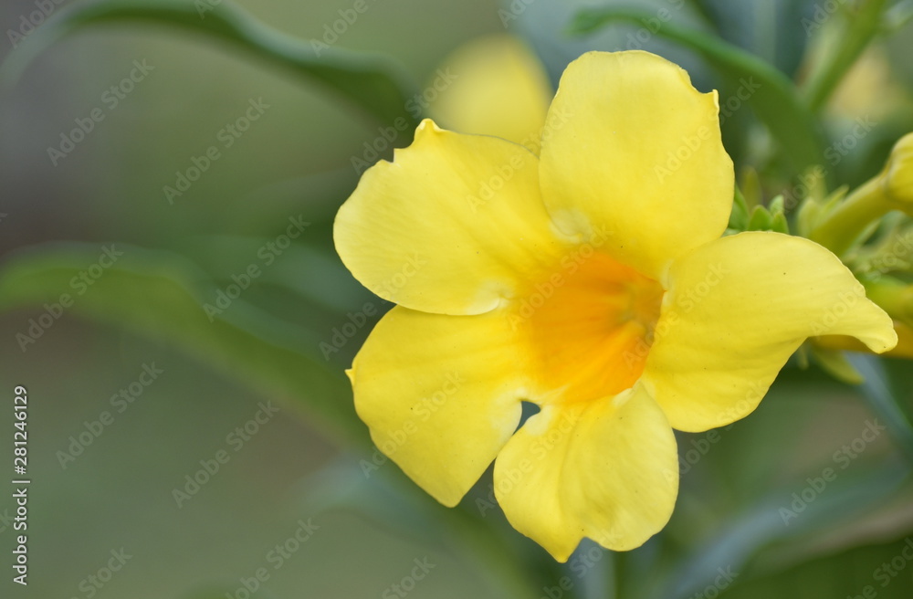 Beautiful yellow flower in a garden