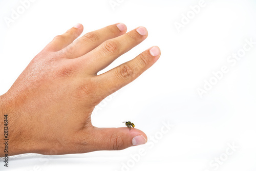 Close up view of bee sting mans finger isolated on white background. Wasp on human finger, most people have allergic reaction after which is usually swelling and pain