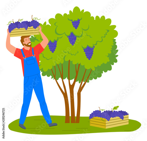Man gathering grapes on vineyard plantation isolated cartoon person. Vector viticulture and winemaking industry, male farmer gather crops in wooden containers