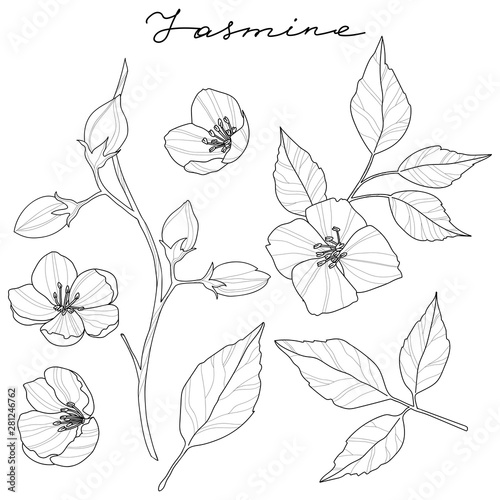 Set of jasmine flowers and leaves, vector