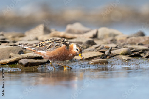 Female Red phalarope in Svalbard