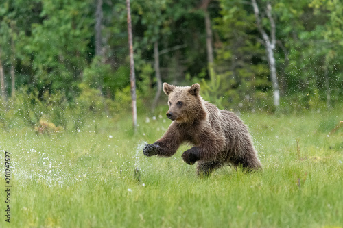 Young Brown Bear running on the bog