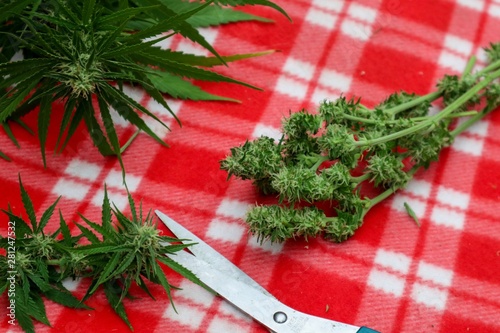 harvesting cannabis marijuana buds fresh of the plant. 