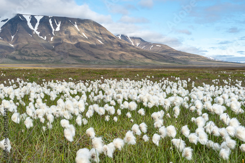 Svalbard Arctic Summer cottongrass landscape