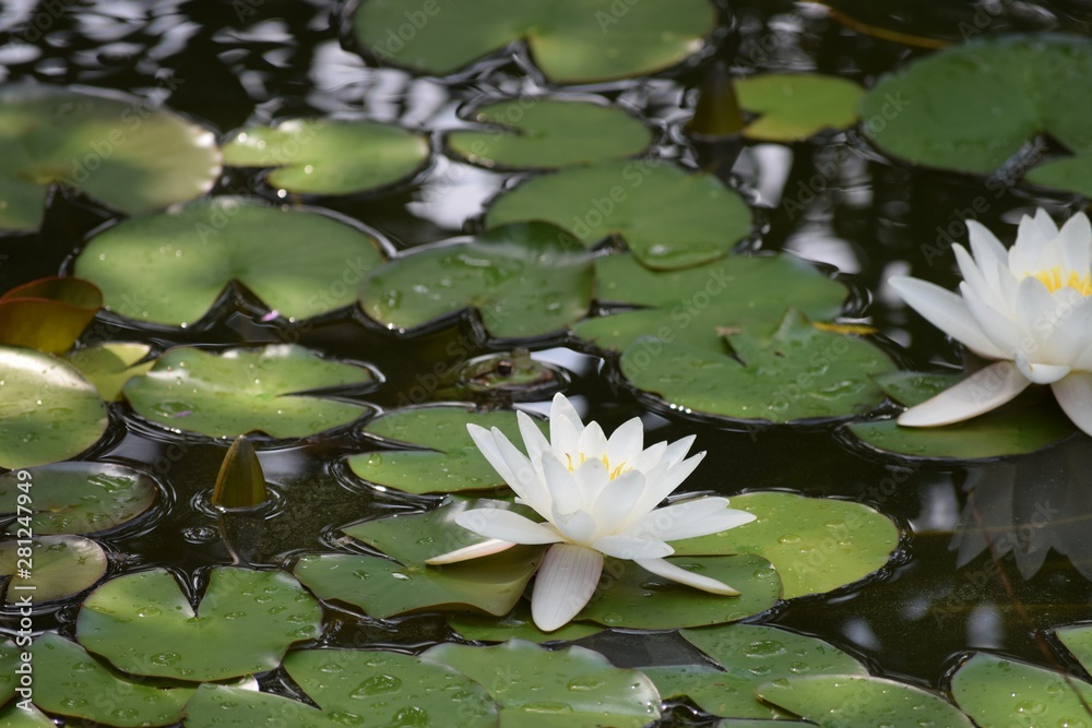 Lily pond Lily pond