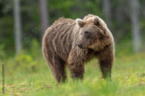 Low angle on Brown Bear