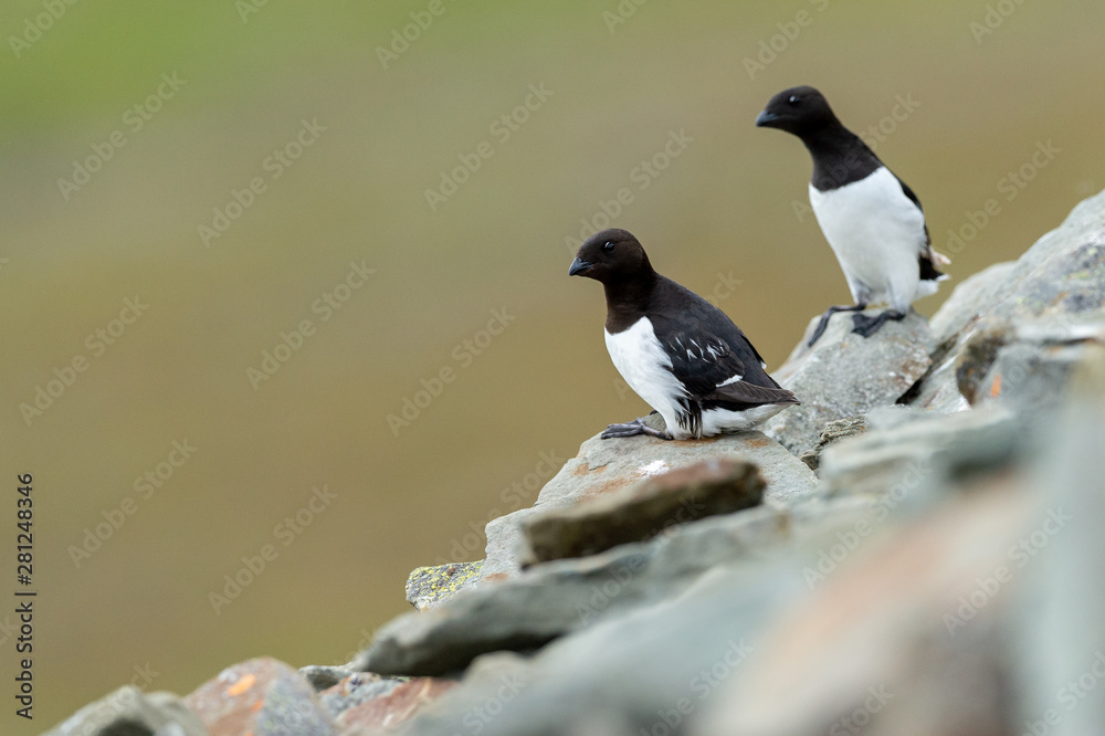 Fototapeta premium Little auk resting on cliffs