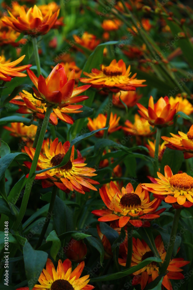 Flowery Background Flowery Background