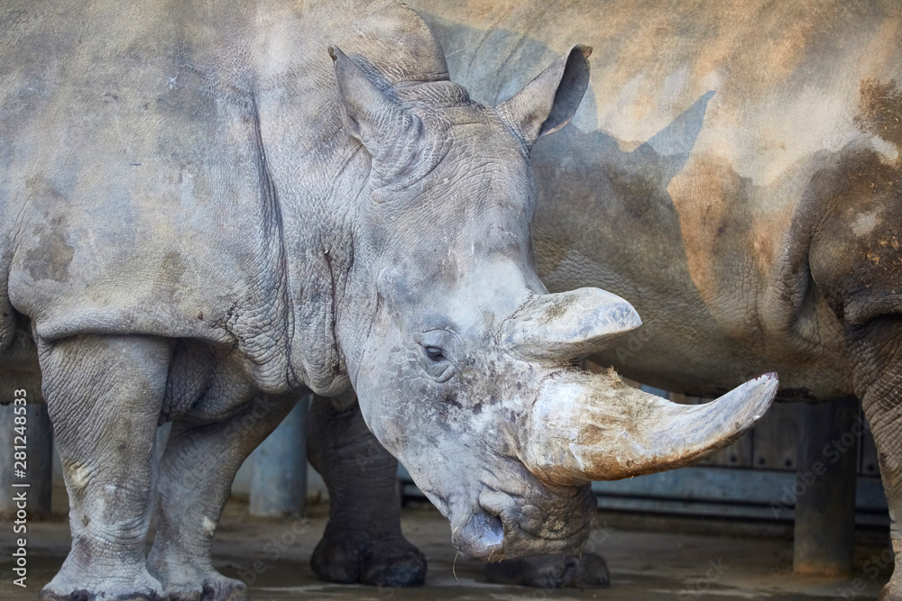 Fototapeta premium Beautiful big rhino while dozing.