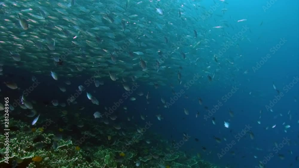 School of fish in underwater ocean of Philippine. Group fish of one species and beauty of underwater wildlife in marine life world of Philippine Sea. Relaxing video about nature, sea and ocean life. School of fish in underwater ocean of Philippine. Group fish of one species and beauty of underwater wildlife in marine life world of Philippine Sea. Relaxing video about nature, sea and ocean life.