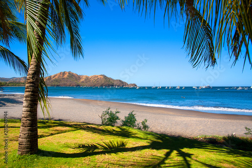 palm trees costa rica