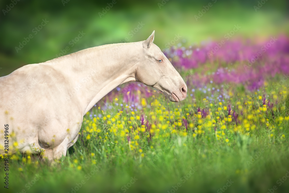 Close up cremello horse portrait in flowers meadow Close up cremello horse portrait in flowers meadow