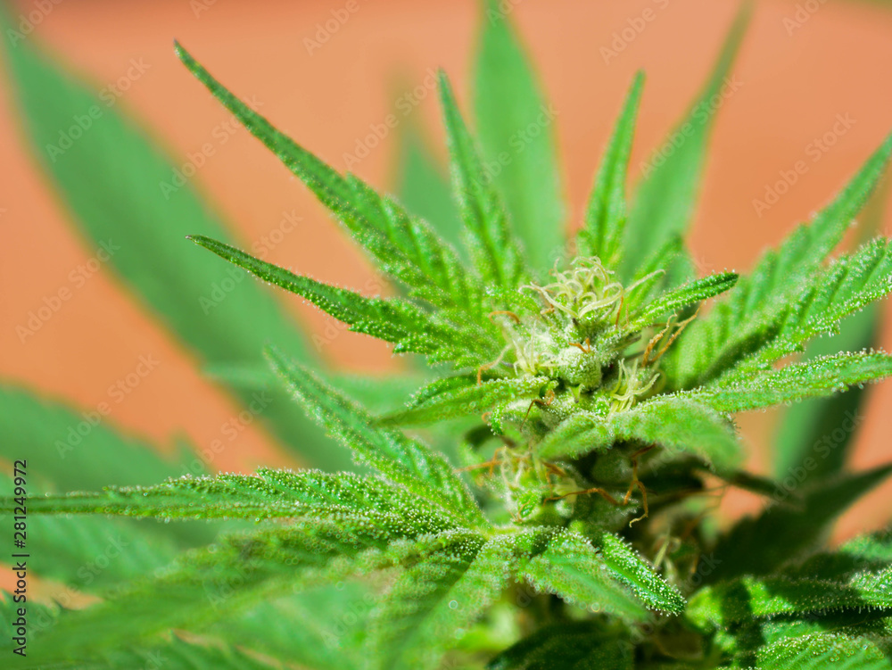 WEED FLOR WEED FLOR