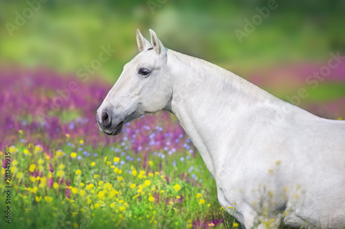 Close up horse portrait in flowers meadow