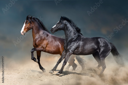 Two stallion run and play fun in desert dust