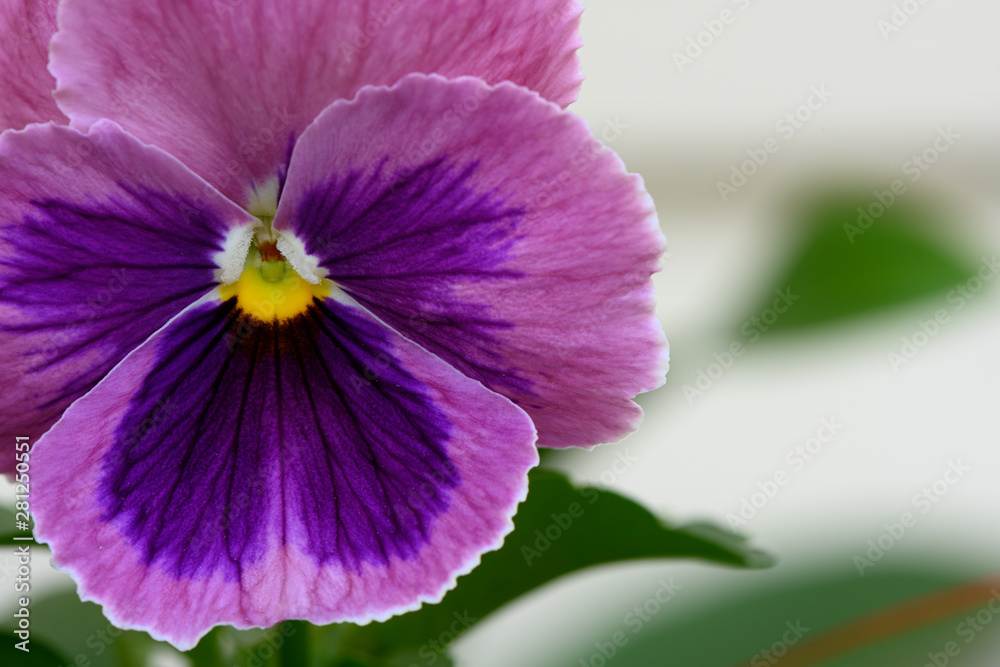 vibrant purple pansy