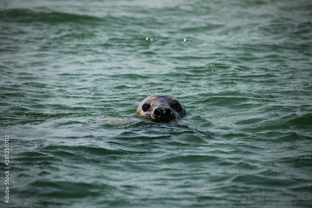 Fototapeta premium Seals saying hello