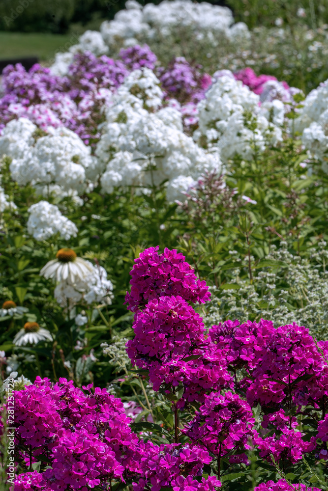Beautiful purple phlox with white phloxes in the background Beautiful purple phlox with white phloxes in the background