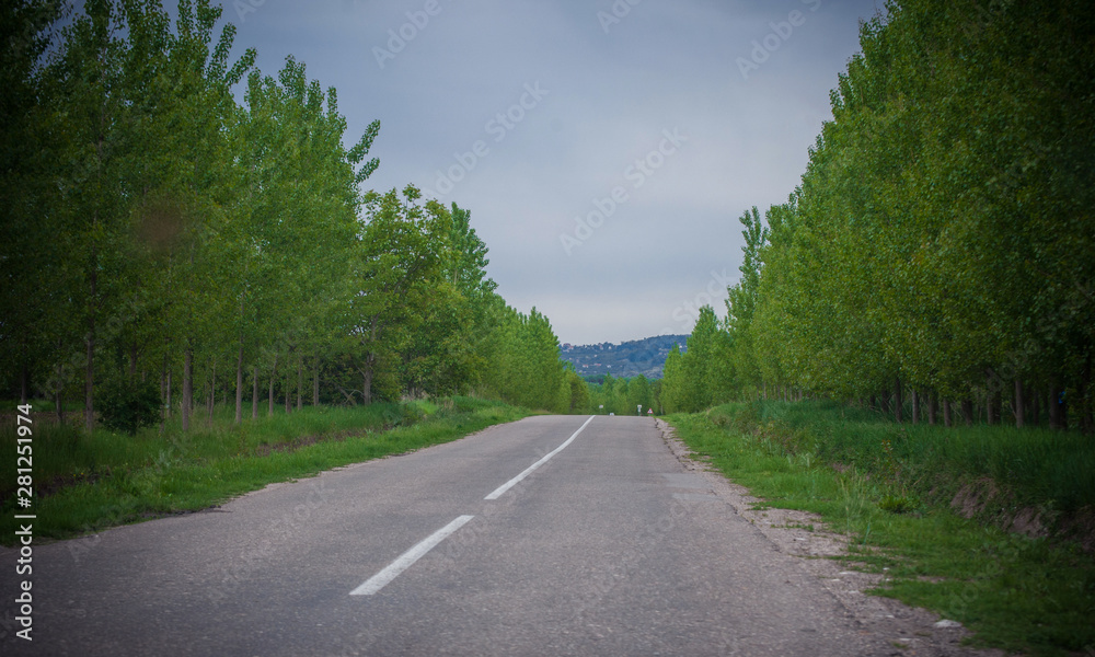 Fototapeta premium Beautiful view of the road and green trees along the road in nature