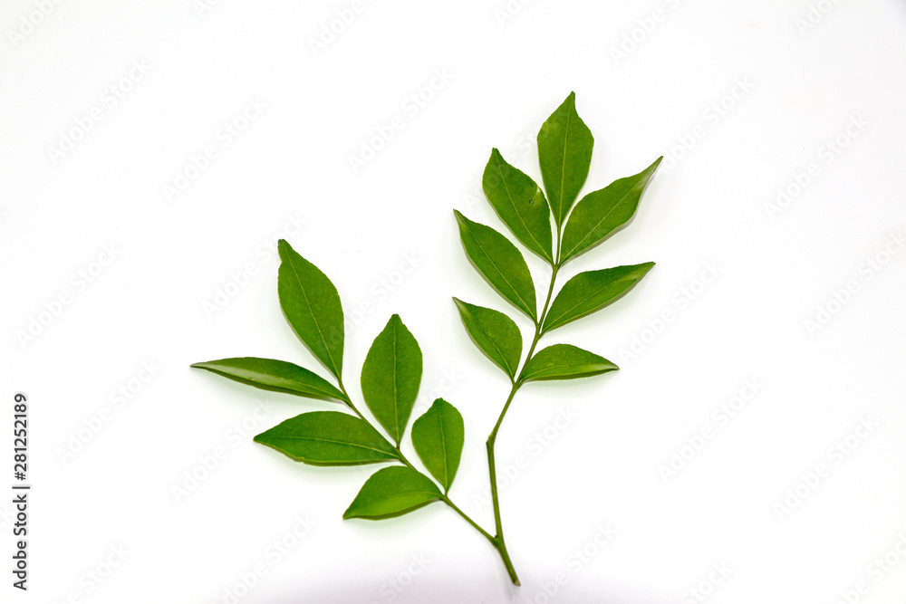 Obraz premium Orange jasmine leaves isolate on white background.(Murraya paniculata)